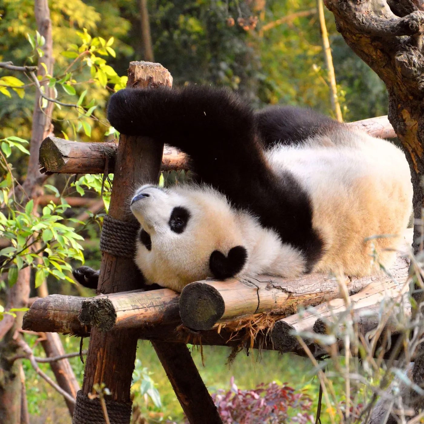 A giant panda lounging upside down on a wooden frame